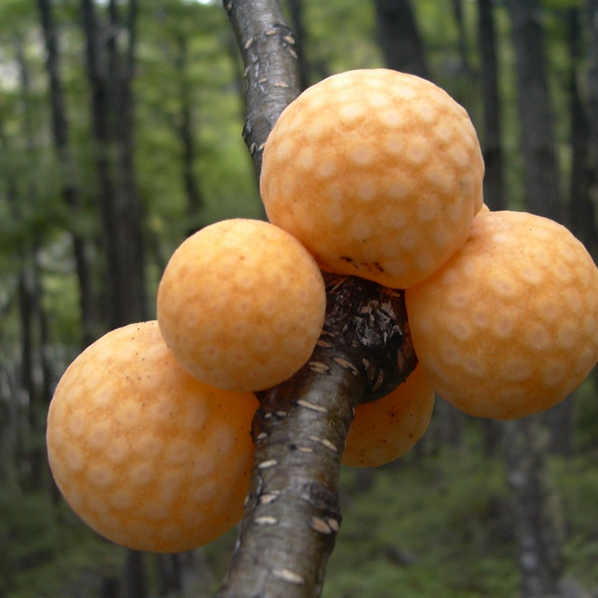 Fundación Fungi